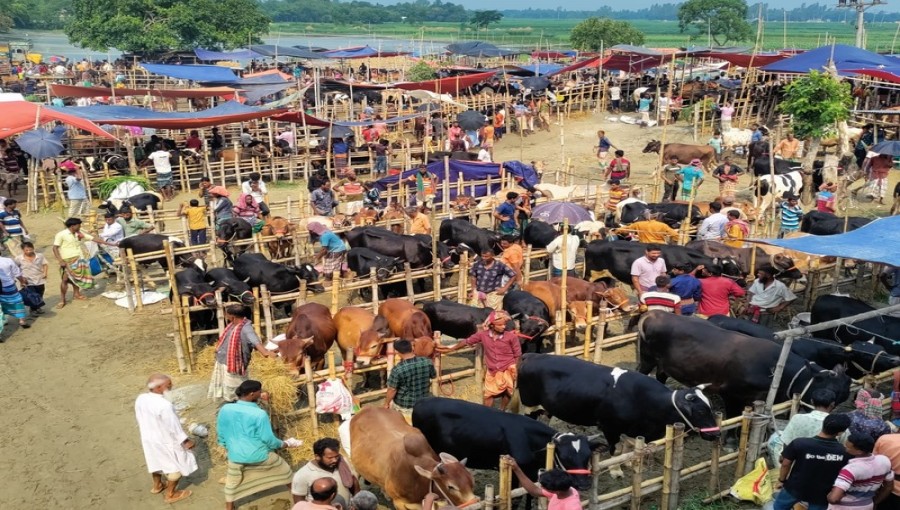 Buyers and sellers bustling in Pabna's vibrant cattle market ahead of Eid-ul-Adha. While lower prices have delighted buyers, many sellers face disappointment due to unexpected low returns. Photo: Voice7 News
