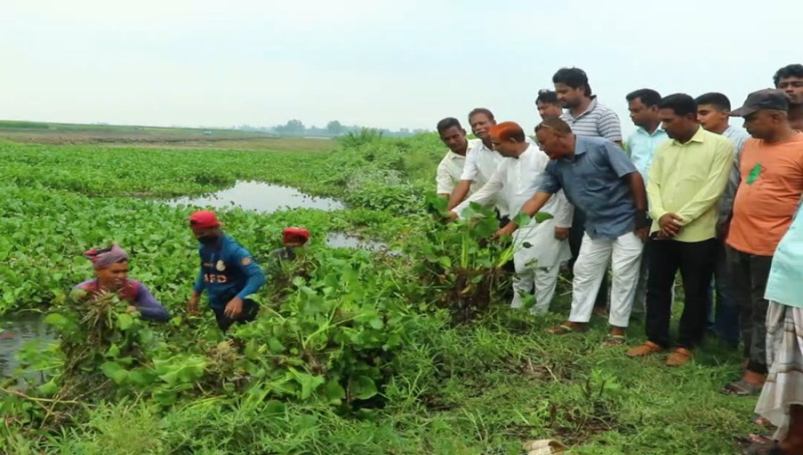 Chairman Alhaj Abdul Wahab inaugurates the water hyacinth removal program at Gajnar Beel, offering hope to farmers for improved agricultural prospects. Photo: Voice7 News