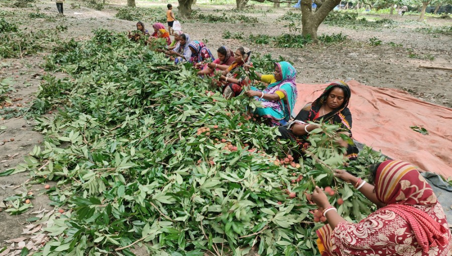 'Lychee bride's' Face Wage Discrimination in Pabna