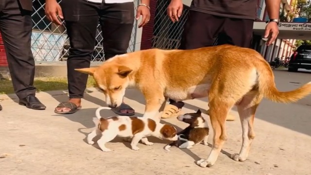 Foster Puppies Ease Grief of Mother Dog in Ishwardi