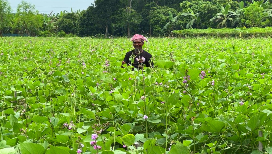 Farmers in Ishwardi Bounce Back with Bumper Bean Yield Despite Natural Calamities