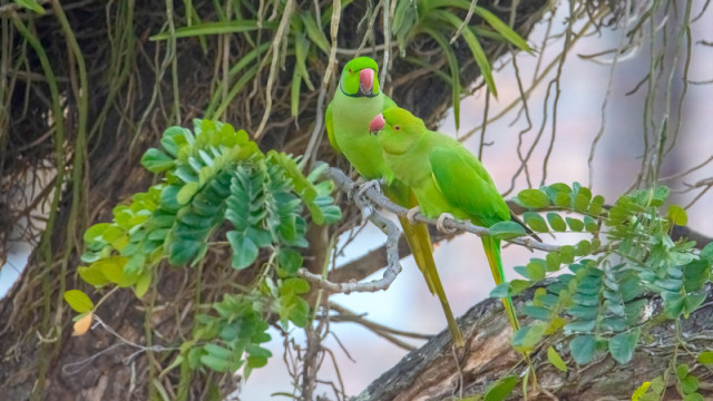 "A pair of green jays perched on a tree branch, gently breaking the silence as they prepare for the breeding season. Captured in the Zelapara area of Pabna city on Thursday, February 20, 2025. Photo: Shahin Rahman." // V7N