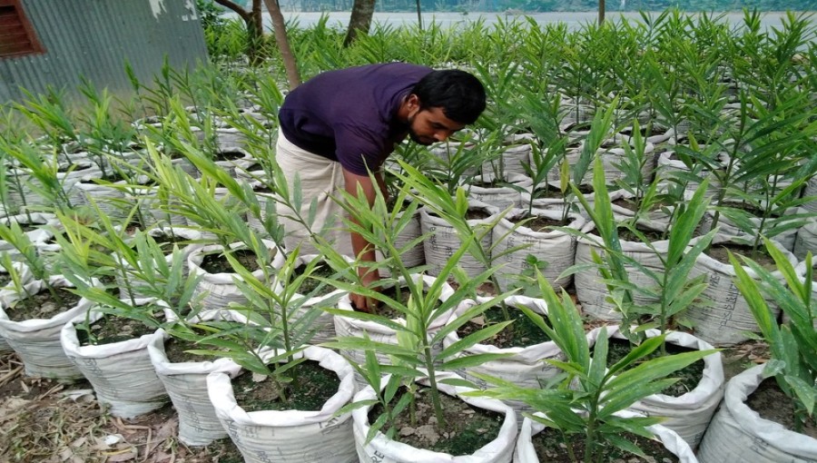 Atikur Rahman, a farmer from Chaikola village in Chatmohar, tends to his ginger plants cultivated in bags, an efficient method inspired by online tutorials, promising substantial income.