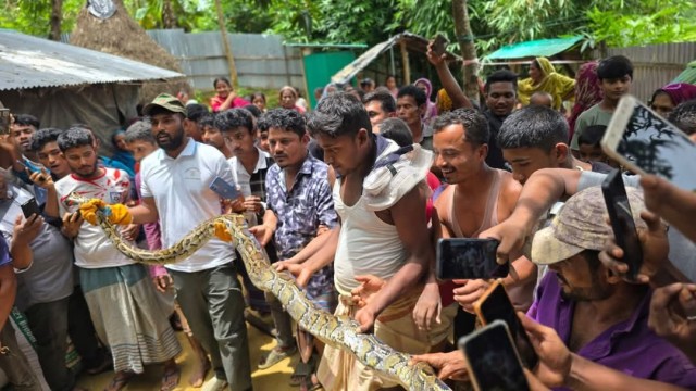 Forest officials carefully handle a 10-foot Burmese python after rescuing it from a mango tree at a residence in Napitpara, Ukhiya, Cox’s Bazar on August 16, 2025. The snake was later released into a nearby protected forest.