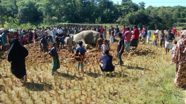 Illegal Electric Trap Claims Life of Wild Elephant in Ukhiya