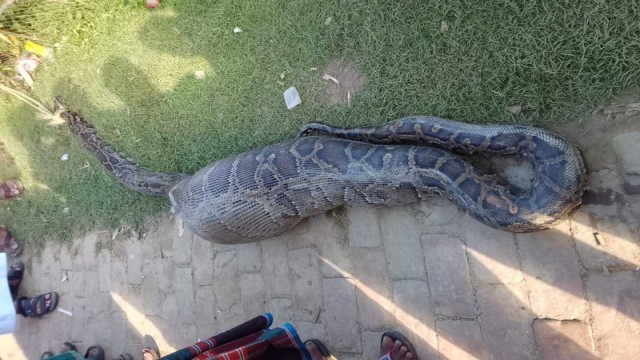 A giant python that swallowed goat in a remote village of Rangamati, drawing crowds of stunned locals to the scene.