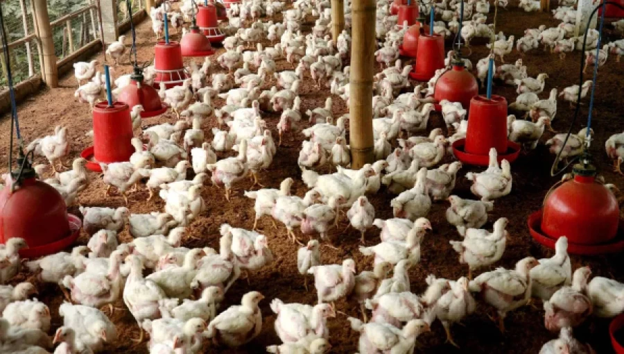 Bangladesh's Poultry Crisis: Heatwave Causes Massive Chicken Mortality