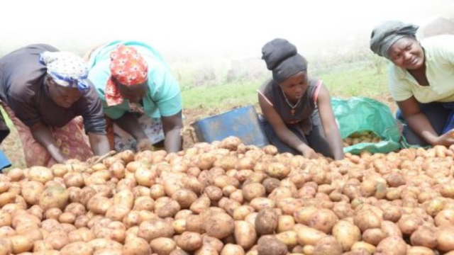 Officials Visit Blight-Resistant Potato Trial Site