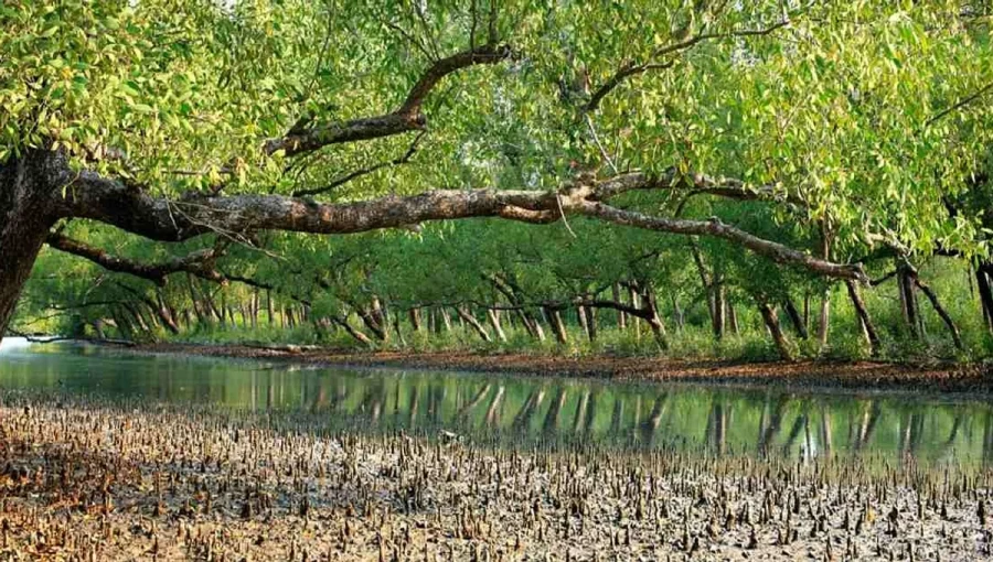 Forest Department Launches Mangrove Afforestation on 52 Rivers in Sundarbans