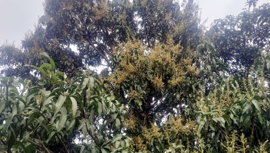 Rajshahi District Agricultural Extension Department has set a target of cultivating mangoes on 93,200 hectares of land across Rajshahi, Chapainawabganj, Naogaon, and Natore districts, with an estimated production target of 1.25 million tons