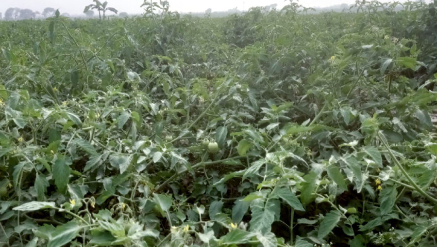 The majority of the nation's tomato output is concentrated on Rajshahi, with the biggest yield coming from Godagari Upazila.