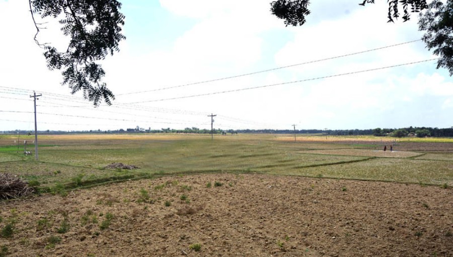 Severe Drought Disrupts Aush Cultivation in Rajshahi
