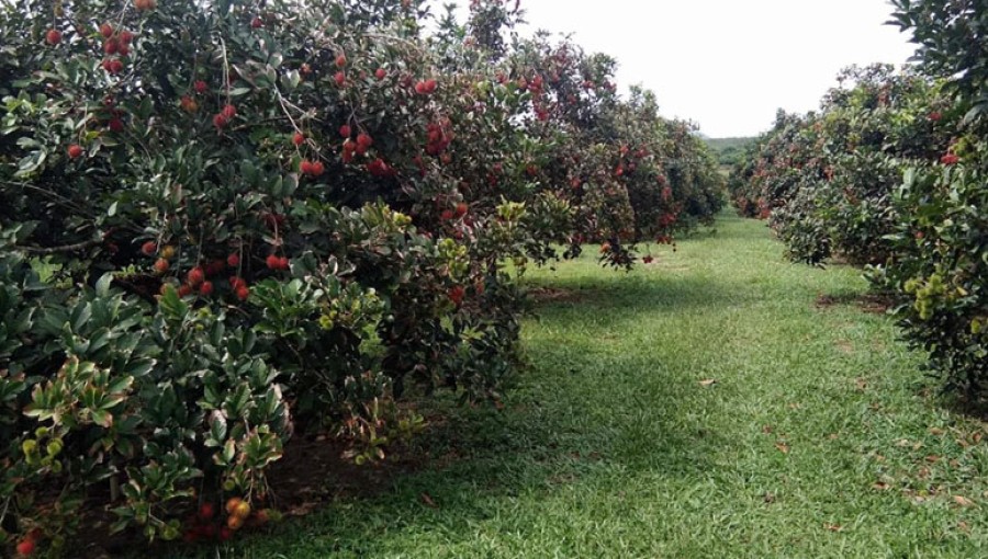 In our country, rambutan trees may be grown as decorative plants.