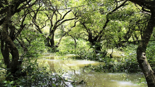 Bangladesh has made significant strides in forest and wildlife conservation, biodiversity protection, and climate resilience over the past year