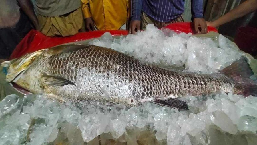 Golden Popa Fish. Photo: V7N