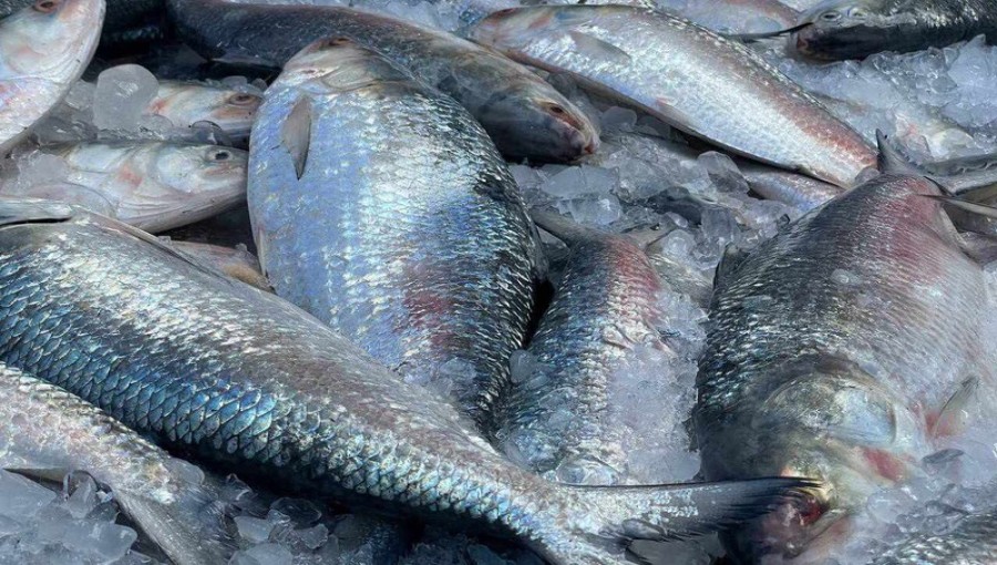 100 Hilsa Fish Prices Tk 1 Lakh 50 Thousands in Cox's Bazar