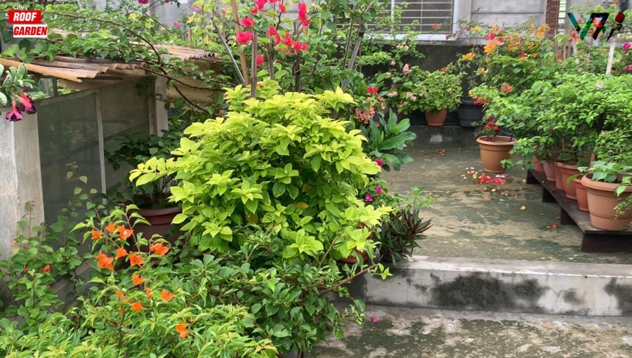 "Rooftop gardens are gaining popularity in the capital, reducing carbon dioxide levels and regulating rising temperatures." Photo: Voice7 News