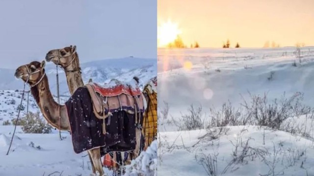 Rare Snowfall Blankets Northern Saudi Arabia as Temperatures Drop Below Freezing