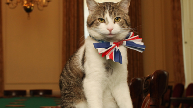 Larry the Cat Marks 15 Years as UK’s Chief Mouser