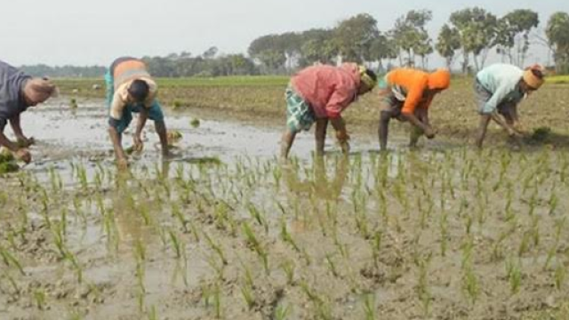 Farmers Busy with Boro Rice Cultivation Across Sylhet