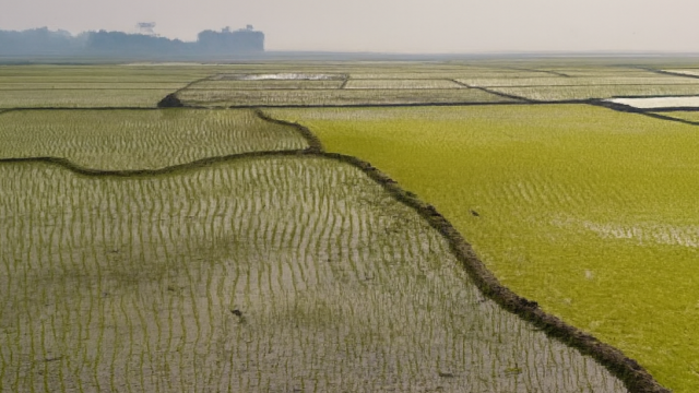 Rajshahi Sets 3-Lakh Ton Boro Production Target as Planting Hits Full Swing
