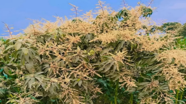 Rajshahi’s Mango Buds Spark Farmers’ Golden Hopes
