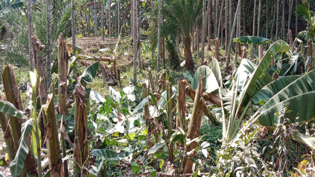 Miscreants Destroy Over 100 Banana Trees in Kathalia Following Dispute
