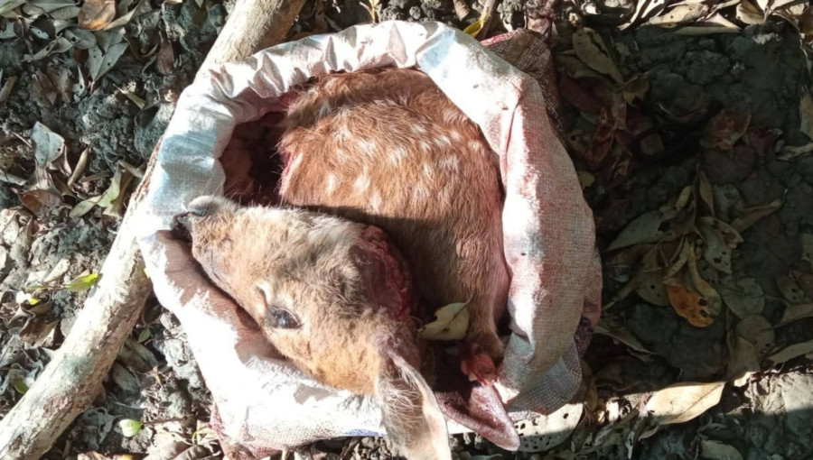 Forest officials recover 25 kg of deer meat and poaching traps from the Jongra area in the Sundarbans.