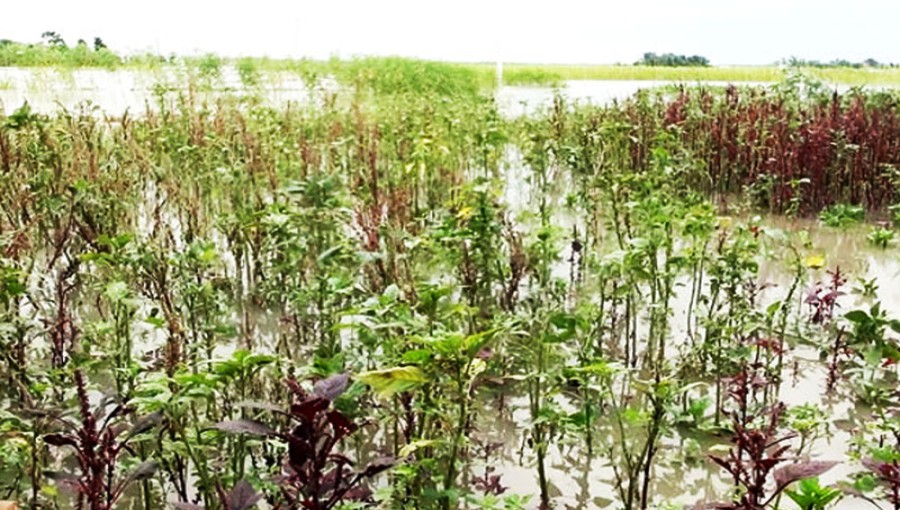 Farmers in Sirajganj, severely impacted by recent floods, inspect their damaged crops. The rising water levels of the Jamuna River have led to the submergence of around 6,525 hectares of farmland, with an estimated loss of Tk 63 crore. Photo: Voice7 News