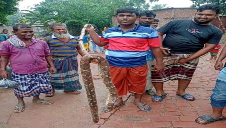 A large Indian python discovered in a fifth-grade classroom at Mohanganj Government Primary School in Bagmara, Rajshahi, on the first day after the summer holidays and Eid-ul-Adha break, causing panic among students before locals arrived to kill the snake.