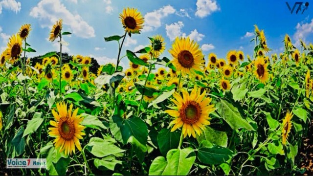 The main reason sunflowers are cultivated: is to yield edible oil that will contribute to the global food supply.