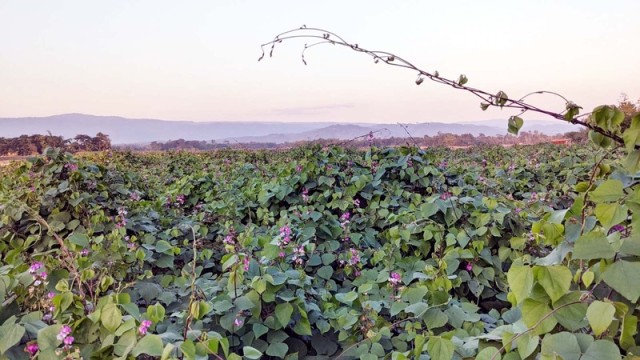 Bumper Harvest of Seasonal Beans Brings Joy to Farmers in Jaintiapur, Sylhet
