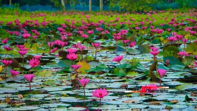 Water Hyacinth Threatens Red Water Lily Wetland at Jaintapur Dibir Haor