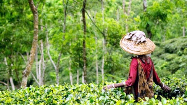 First Rain Triggers First Flush Harvest in Sylhet Tea Gardens