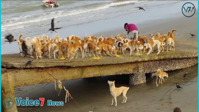 Visitors & islanders fear dogs in Saint Martin