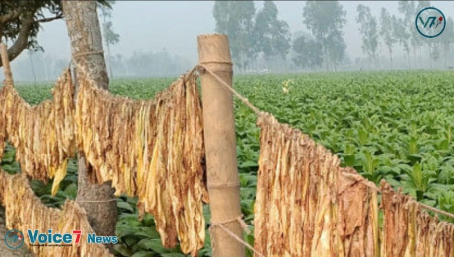 The incentives provided by cigarette companies are probably going to support the Rangpur region's ongoing tobacco production and marketing.