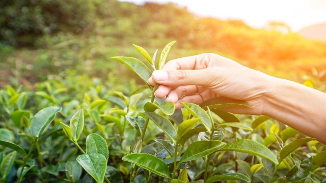 Northern Farmers Set Record in Tea Production