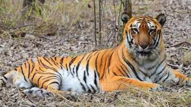 Photo: Royal Bengal Tiger