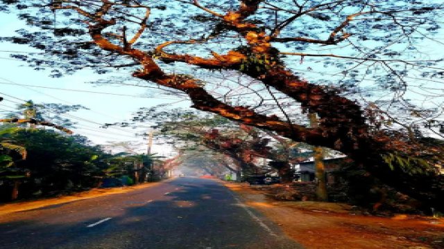 Dangerous Rain Trees Pose Risk on Rajapur-Naikathi Highway