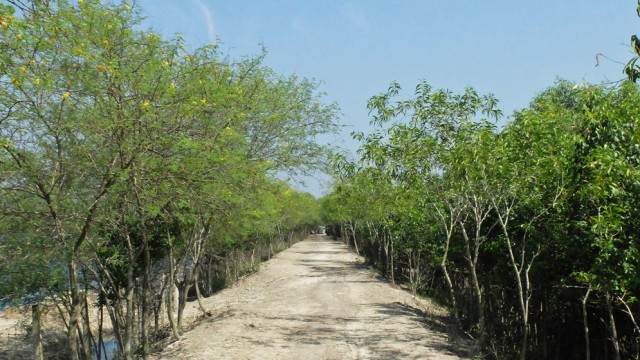 Govt Plans to Plant 50 Million Saplings Annually, Canal Excavation to Begin