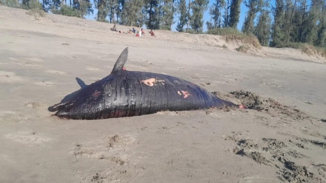 Dead Dolphin Washed Ashore at Ukhiya Beach, Raising Coastal Concern
