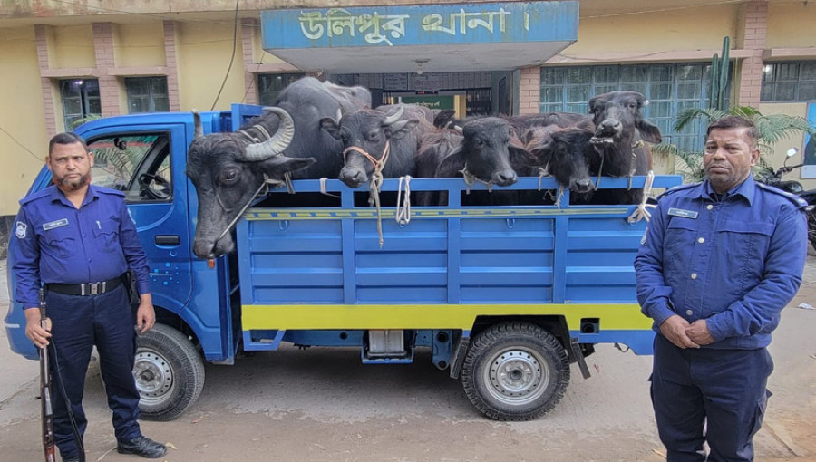 Police recover seven stolen buffaloes in Kurigram Ulipur after a stolen, with one suspect still on the run.