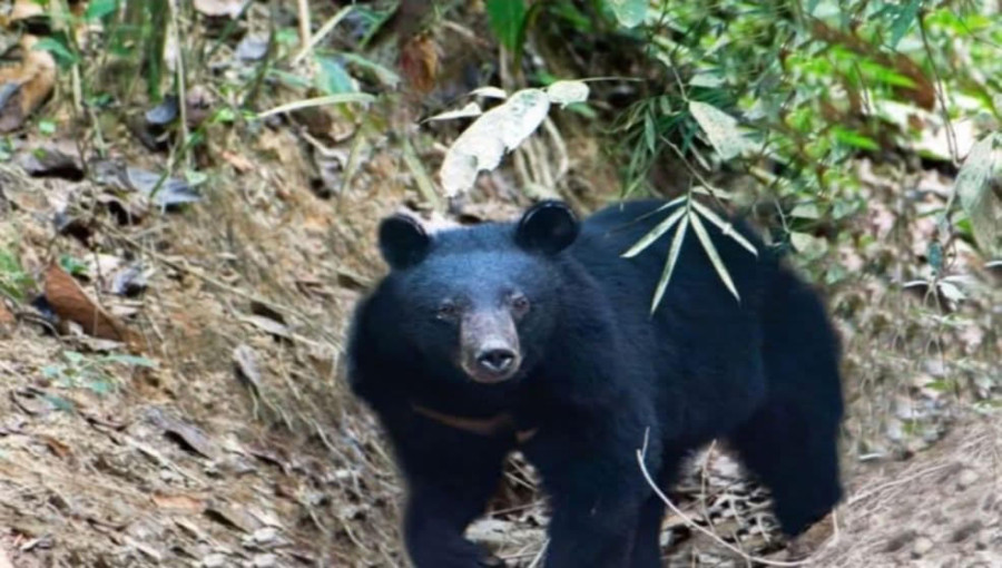 A rare Asiatic Black Bear captured in Satchhari National Park, Habiganj, by local photographer Haris Deb Burma.