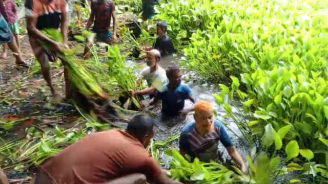 Local BNP leaders and Swechasebak Dal clean water hyacinth from a freshwater pond in North Chandpai village, Mongla, restoring it for drinking and ablution purposes. (Photo: Voice7 News)