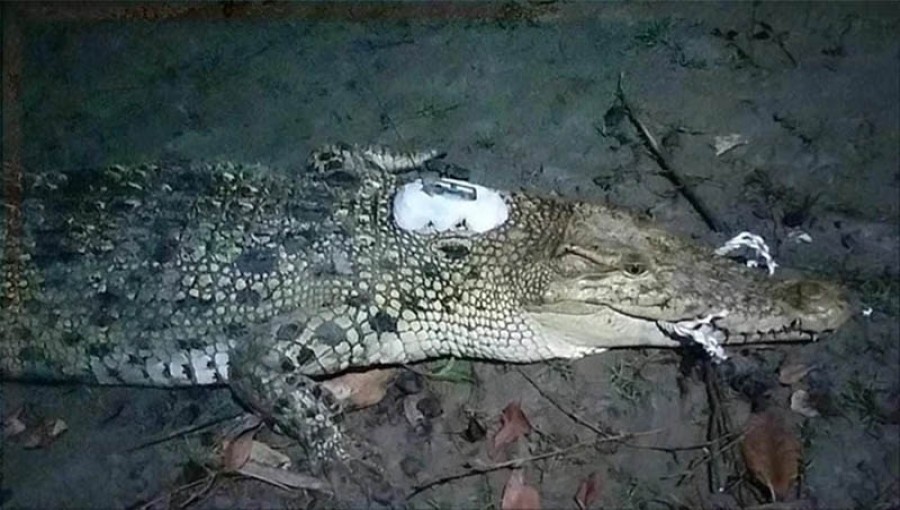 First satellite transmitter installed atop a crocodile in Asian history.