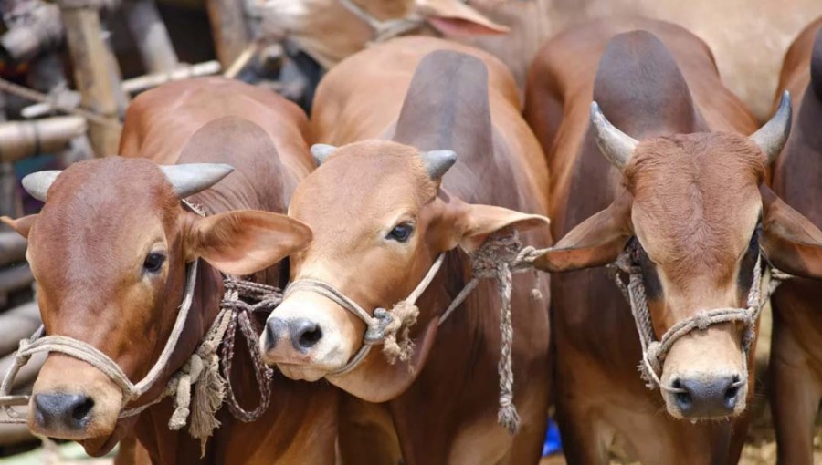 Ministry Opposes Import of Sacrificial Animals This Eid