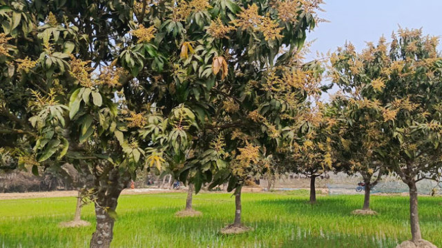 Golden blossoms blanket orchards in Rajshahi, as farmers nurture their mango and litchi trees with optimism. Favorable weather raises hopes for record yields, though timely rainfall remains critical for success.