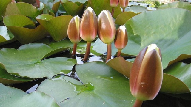 Election Commission Adds ‘Water Lily Bud’ to Party Symbols List