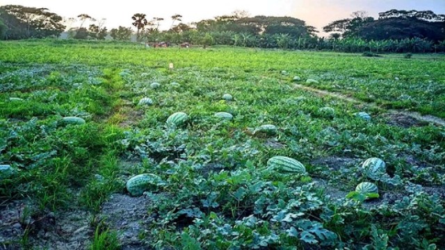 Watermelon Cultivation Driving Char-Based Economy in Jhalakathi