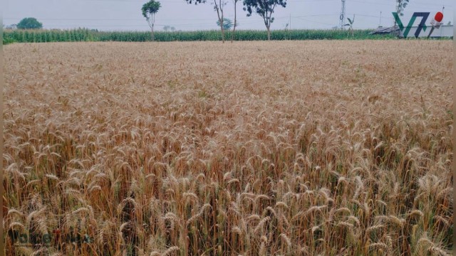 This season, wheat has been grown over more than 13,000,65 hectares of land in the Meherpur district.